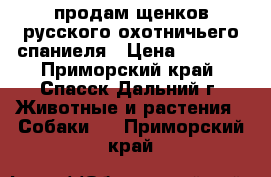 продам щенков русского охотничьего спаниеля › Цена ­ 2 000 - Приморский край, Спасск-Дальний г. Животные и растения » Собаки   . Приморский край